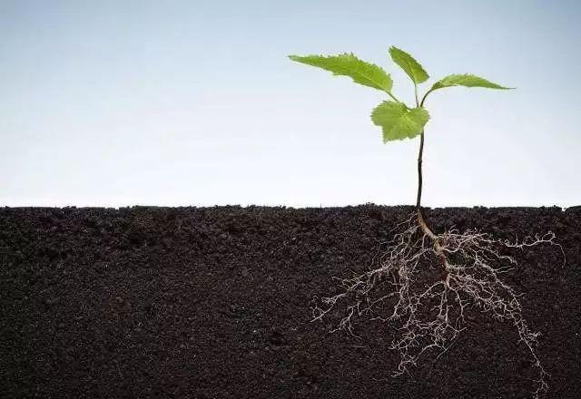 植物根系分析儀對(duì)農(nóng)業(yè)生產(chǎn)有幫助嗎？