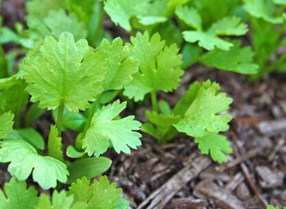 植物葉面積測定儀怎么去維護(hù)？