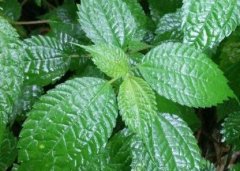 植物葉面積儀“精細化農業(yè)”中的作用！